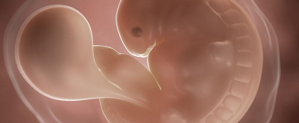 Grossesse Blog A 29 Semaine De Grossesse Combien Pese Le Bebe