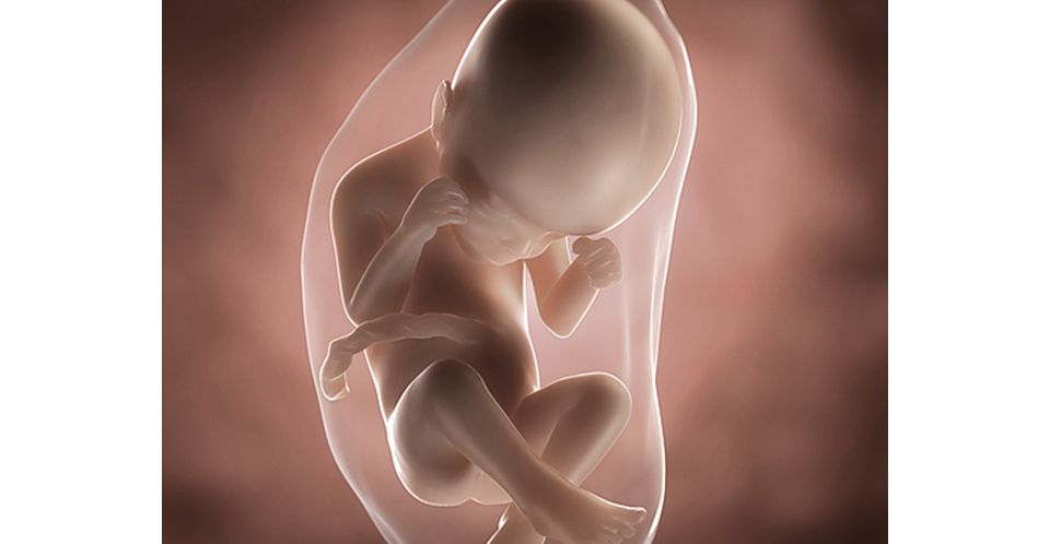 24 Weeks Pregnant You Your Baby Symptoms Advice Aptaclub