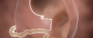 ssw-10-embryo