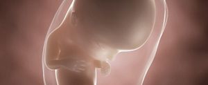 ssw-12-embryo