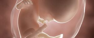 ssw-14-embryo
