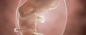 ssw-16-embryo