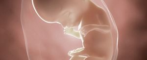 ssw-17-embryo