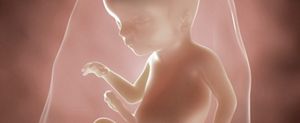 ssw-18-embryo