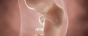 ssw-19-embryo