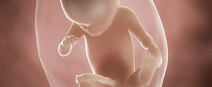ssw-21-embryo