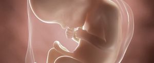 ssw-22-embryo