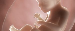 ssw-23-embryo