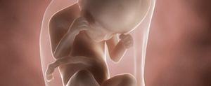 ssw-24-embryo