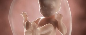 ssw-26-embryo