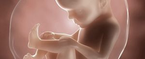 ssw-27-embryo
