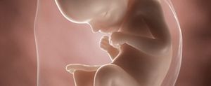 ssw-29-embryo