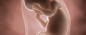 ssw-30-embryo