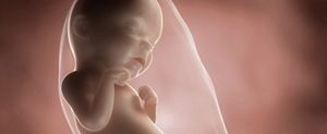 ssw-31-embryo