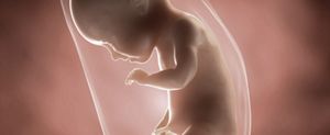 ssw-34-embryo