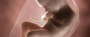 ssw-36-embryo