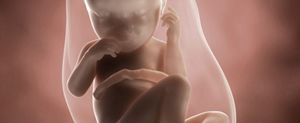 ssw-37-embryo