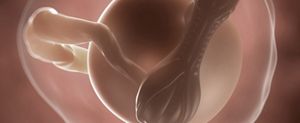 ssw-4-embryo-plazenta