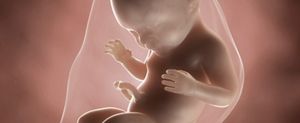 ssw-40-embryo
