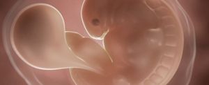 ssw-6-embryo