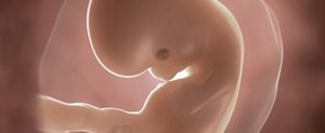 ssw-7-embryo
