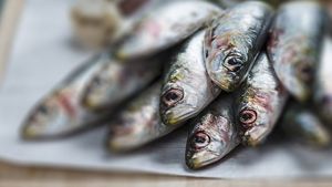 Fish During Pregnancy