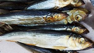 Fish For Pregnancy