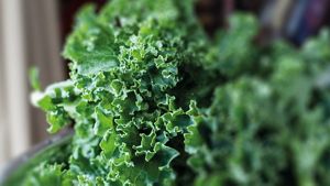 Kale Leaves