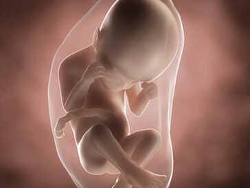 24 Weeks Pregnant You Your Baby Symptoms Advice Aptaclub 24 Weeks Pregnant You Your Baby Symptoms Advice Aptaclub