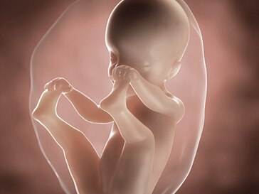 25 Weeks Pregnant You Your Baby Symptoms Advice Aptaclub