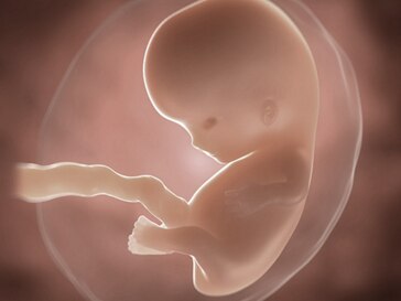 5 Weeks Pregnant Vitamin A First Heartbeats Aptaclub