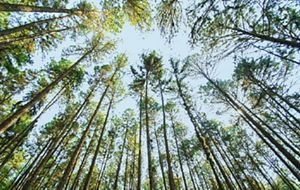 Photo d'une forêt Photo d'une forêt