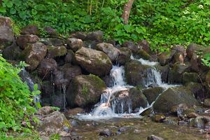 Paysage verdoyant autour d'une source d'eau Paysage verdoyant autour d'une source d'eau